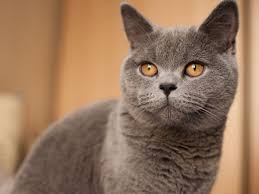 They also require less grooming than cats with long hair but more than those with short coats. British Shorthair Full Profile History And Care