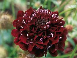 Pin On Gardening