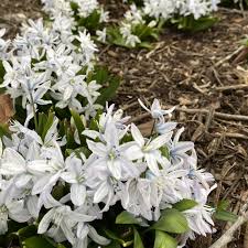 Image result for Equilabium stenophyllum