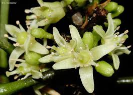 Image result for Pteronia acuminata