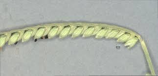 Image result for Urochloa brizantha