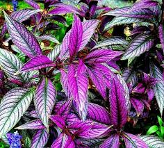 Image result for Strobilanthes