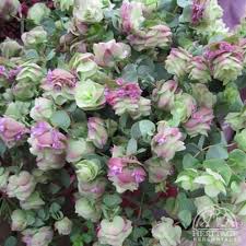 Zone 6 flowers to plant in fall. Origanum Kent Beauty Unique Plants Oregano Plant Asparagus Fern