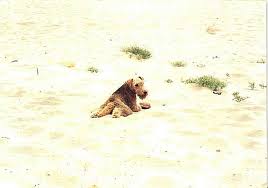 Meet Woody, a car-chasing window licker