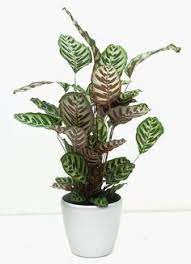Best Plants You Can Grow Without Sun Growing Plants Indoors Plants Best Indoor Plants