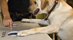 Découvrez la fiche métier diplomate sur orientation education. Devenir Maitre De Chien Dans La Gendarmerie Nationale Emploipublic