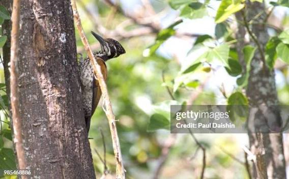 988 Pecker Stock Photos, High-Res Pictures, and Images - Getty Images