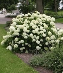 So here is my latest 3d project. Schneeball Hortensie Annabelle 1a Qualitat Baldur Garten Hortensien Garten Garten Garten Pflanzen