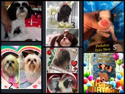 Remember to reward your shih tzu puppy with a treat each time he is successful and makes it outside without accidents. Shih Tzu Champion Akc Bloodlines And Imperial Size Shih Tzu