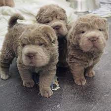 We Are Proud To Announce The Arrival Of A New Litter Of Adorable Shar Pei Puppies We Have Available 1 Miniature I Baby Animals Shar Pei Puppies Cute Animals