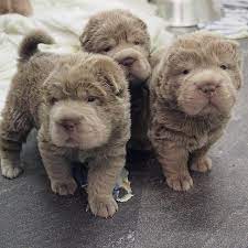 It is also sometimes curly or wavy. We Are Proud To Announce The Arrival Of A New Litter Of Adorable Shar Pei Puppies We Have Available 1 Miniature Isabella Brus Baby Animals Cute Dogs Puppies