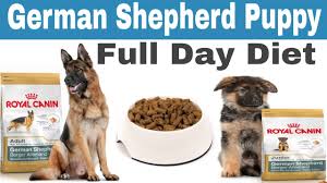 German Shepherd Puppy Full Day Diet Plan German Shepherd Dog Full Day Diet Plan