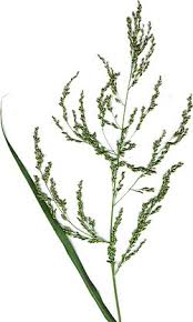 Image result for Panicum heterostachyum