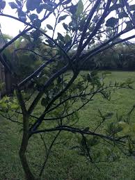 Under normal circumstances, only two major problems cause leaf curl in fruit trees: Avocado And Citrus Fruit Tree Health Problems Thriftyfun