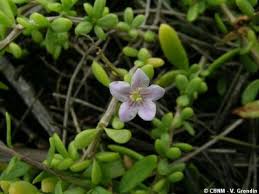 Image result for Lycium mascarenense
