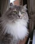 104 Longhaired Cat Names | Cuteness