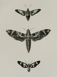 1849 Antique Print Of Butterflies Different Species Night Butterflies Insects Entomology 165 Years Old Lithograph Papillon De Nuit Papillon Insectes