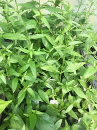 Image result for Motandra paniculata