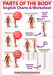 When you are sick, or just need to ask someone a question related to the human body, it is important that.women generally have wider hips than men. Parts Of The Body Photos And English Vocabulary Vocabulario Partes Del Cuerpo Ingles