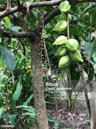 Image result for Barringtonia asiatica