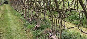 Ces chaises nordiques sont très modernes. Et Si Vous Cultiviez Vos Chaises Reponse Conso