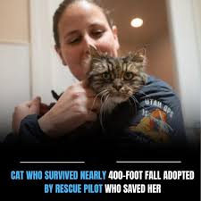 Mirage, the cat who survived a 380-foot fall that killed her owners, has  been adopted by the search and rescue helicopter pilot who saved her.