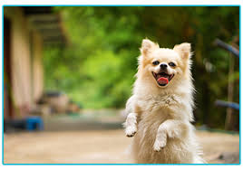 See full list on wikihow.com How To Communicate With Your Dog Welcome To The Insurance Emporium