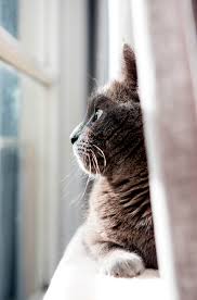 Cat facts , cat tips , cat training. How To Keep Your Cat Happy When You Re Away From Home Catster