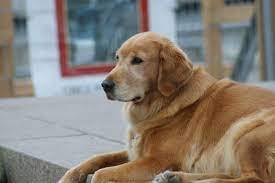 The best way to support golden rescue is to become a monthly donor. Datei Canadian Golden Retriever Jpeg Wikipedia