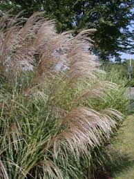 Image result for Eulalia