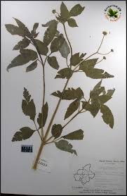 Image result for Bidens biternata