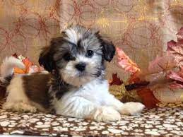 Teddy Bear Puppies Teddy Bear Puppies Teddy Bear Dog Puppies