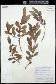 Image result for Euclea crispa