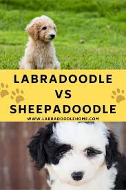 Im afraid we do not breed goldendoodles. Labradoodle Vs Sheepadoodle All The Surprising Facts