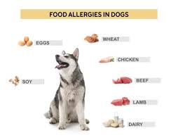 Often times, you'll notice that your dog is itching their head like crazy or shaking their head constantly. Dog Allergic Reaction To Food The Y Guide