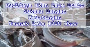 Oct 14, 2018 · 100 kg benih ikan nila = 8.000 ekor ikan nila, dengan asumsi 10% tak bisa dipanen akibat faktor hambatan yang terjadi di lapangan, sehingga yang dapat dipanen mencapai 90% x 8.000 = sebanyak 7.200 ekor ikan nila. Budidaya Ikan Lele Dumbo Sukses Dengan Keuntungan Ternak Lele 1000 Ekor Penadewi Seputar Informasi Bisnis