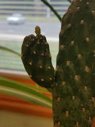 It is time to detach them from their mama cactus how to remove cactus pups | separate cactus babies from mother cactus at home easily ✅visit my. Cactus Pup Cacti
