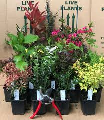 Full sun in moist, well. 10x Mixed Established Garden Shrubs High Quality Potted Plants Not Plug Plants Ebay