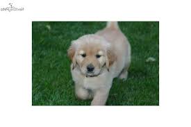 Maybe you would like to learn more about one of these? Golden Retriever Puppies For Sale Albany Ny Petsidi