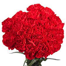 Sam's club offers the best bulk carnation varieties for your wedding flowers, fundraising event, or and special events. Amazon Com Flowers 100 Red Carnations Lovely Gift Grocery Gourmet Food