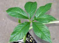 Image result for Amorphophallus abyssinicus