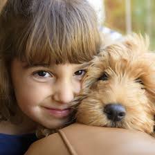 Choose a labradoodle to get a dog that's smart, easy to train and generally sociable. 1 Labradoodle Puppies For Sale In Michigan Uptown