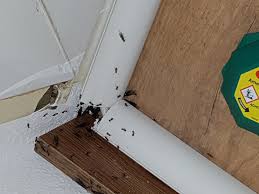 Die kleinen eindringlinge belagern ihre wohnung und sie haben das gefühl, dass täglich neue dazukommen. Was Kann Ich Machen Bei Extremen Ameisen Befall Der Wohnung Mietminderung Ameisenplage