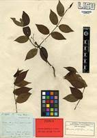 Image result for Secamone africana