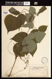 Image result for Hylodesmum