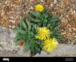 Image result for Nananthus