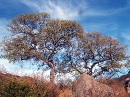 Image result for Schinopsis