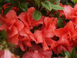 Get autumn cheer encore azalea fresh and large directly from the grower to your garden! Encore Azalea Rhododendron Autumn Monarch Stone Brothers