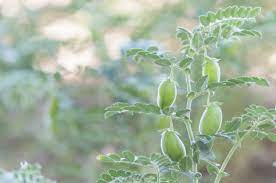 More images for how to grow garbanzo beans at home » Can You Grow Chickpeas Learn About Garbanzo Bean Care In The Garden