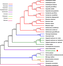 Image result for Pentadiplandraceae